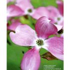 Gardens Illustrated
