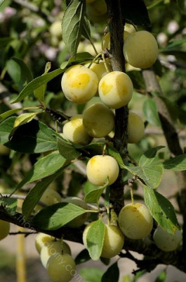 Prunus domestica